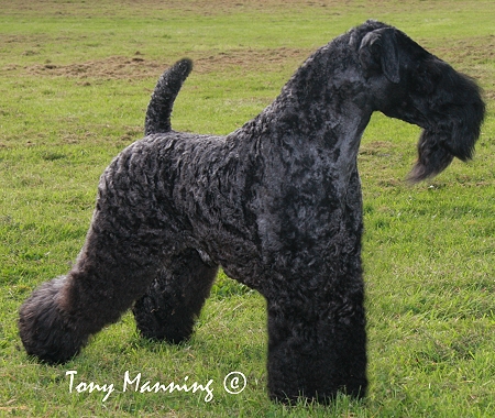 BIS IRISBLUE BOOMERANG