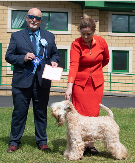 http://www.terrierworld.co.uk/soft_coated_wheaten_Judge_Border_Union_22.html