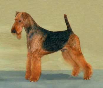 Airedale Terrier