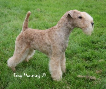 Lakeland Terrier