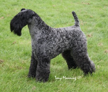 Kerry Blue Terrier