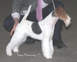 Crufts Terrier Group Winner Ch Tavella Starlord