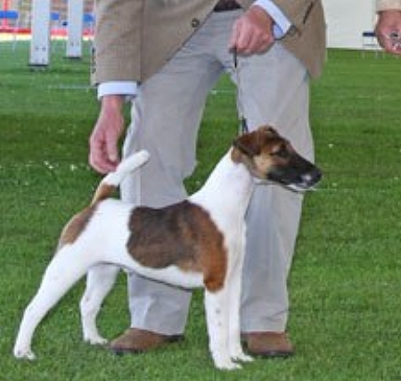 Glendraterra Humfri Bogart