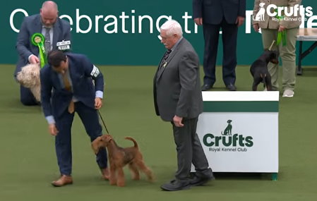 Group - 1st Place	5379 - It Ch Under Pressure Foxhouse (Imp Mlt), Breed: Lakeland Terrier (Mr W & Mr W & Ms C Schembri & Browne-Cole & Davani)