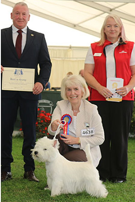 BEST : 4638 BRITTEN, Mrs D - Bellevue Lucky Devil At Krisma - WEST HIGHLAND WHITE TERRIER - Dog