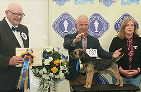 BEST : 1037 MCPHERSON, Mr S A - Brumberhill Bit O' Blarney JW - BORDER TERRIER - Dog