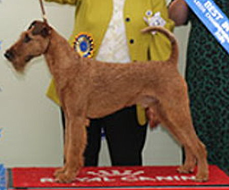 Group - 1st Place	3676 - Sonorra Enter The Dragon, Breed: Irish Terrier (Mr & Mrs Connell)