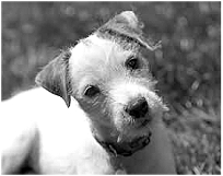 Jack Russell