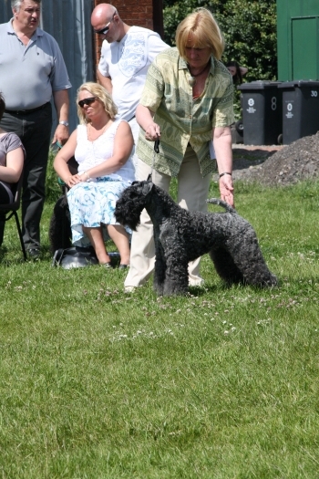 This Image  Has Been Illegally Copied Without Permission And Used On A Web Site Owned By Mrs Pat Munro. Yes, The Same Pat Munro Who Tried To Persuade People Not To Have Their Dogs Photographed By Me Tony Manning.