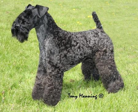 Dollagh Razzle Dazzle Em