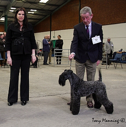 DCC HALLSBLU FIBBER MAGEE IR JUN CH (MR J WEATHERHEAD) 