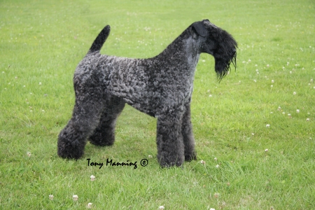 Dog CC Stormblu Aristocrat