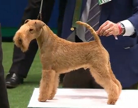 BEST OF BREED: CH NUJAX RISING SUN AT SAREDON Dog Owner: F W SCHONEBERG 