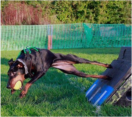 Manchester Agility