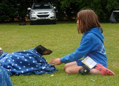 Manchester Terrier Having A Sleep