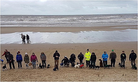 Manchester Terriers And Owners
