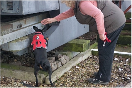 Manchester Terrier Working