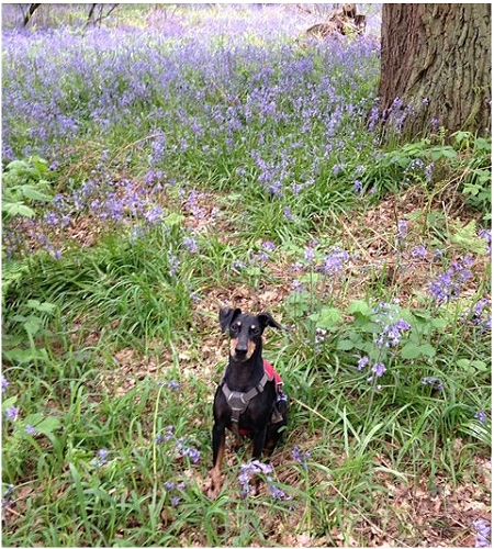 Manchester Terrier