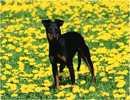 Manchester Terrier