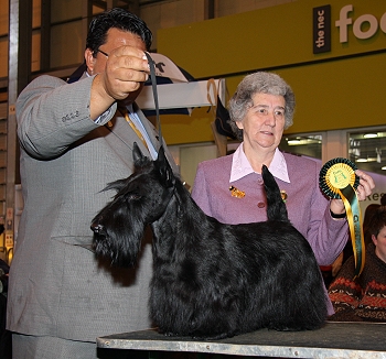 Am Ch Round Town Mercedes Of Maryscot