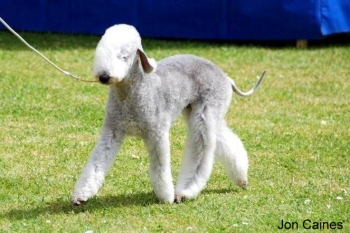 Bedlington Best Of Breed Fralex Calibre Sapphire