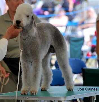 Bedlington Terrier BOB Bisbee Blue Max