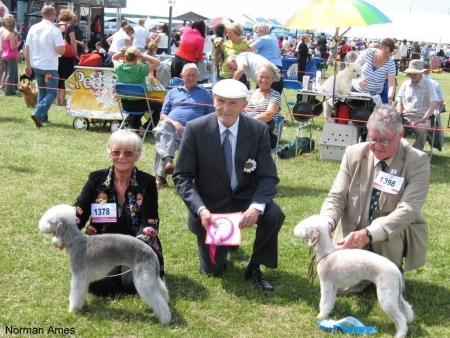 Bedlington Terrier CC Winners Blackpool 09 With Judge Les Aspin