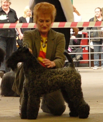  KAMAGHAN MIGHTY APHRODITE Res CC National Terrier 09