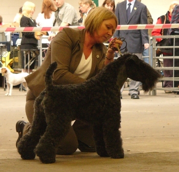 CLARKE-O'NEILL'S LEMRACDREAM BANAEK Dog CC National Terrier 09