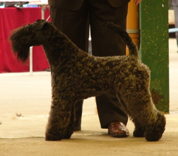 KENMILEVEN FIRST CLASS FOR KAMAGHAN Res CC National Terrier