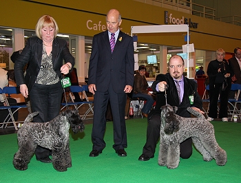 Left BOB Ch Sharp N Shocking Of Irisblu Right Ir Ch/Ch Edbrios Amadeus